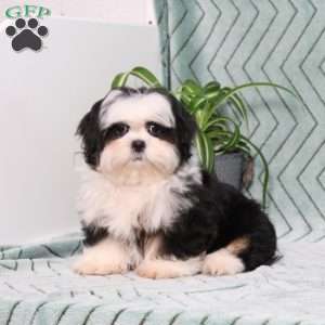 Blaire, Shih Tzu Puppy